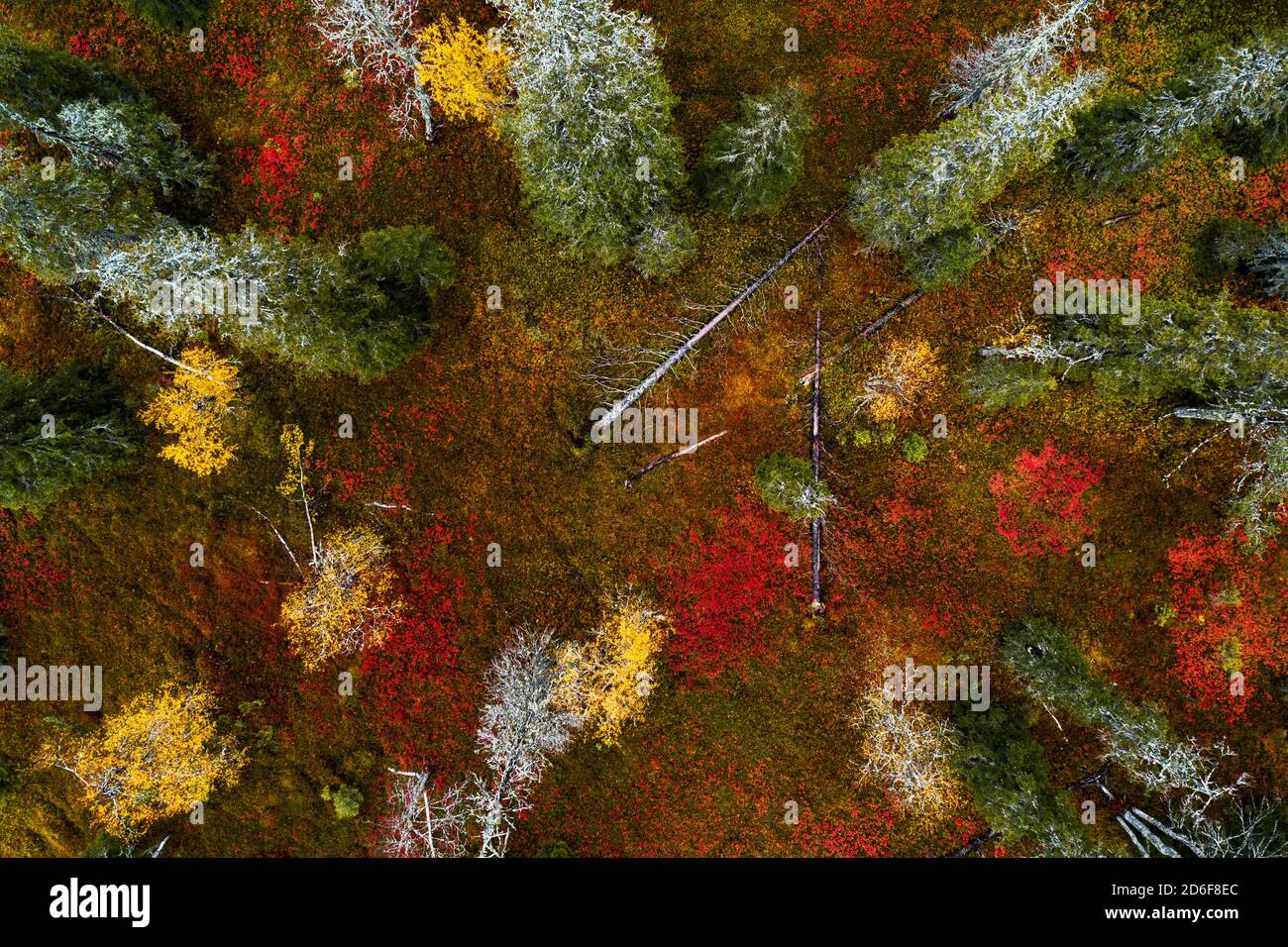 Une vue aérienne du feuillage d'automne coloré et vibrant dans le parc national de Riisitunturi avec la belle forêt de taïga dans le nord de la Finlande. Banque D'Images