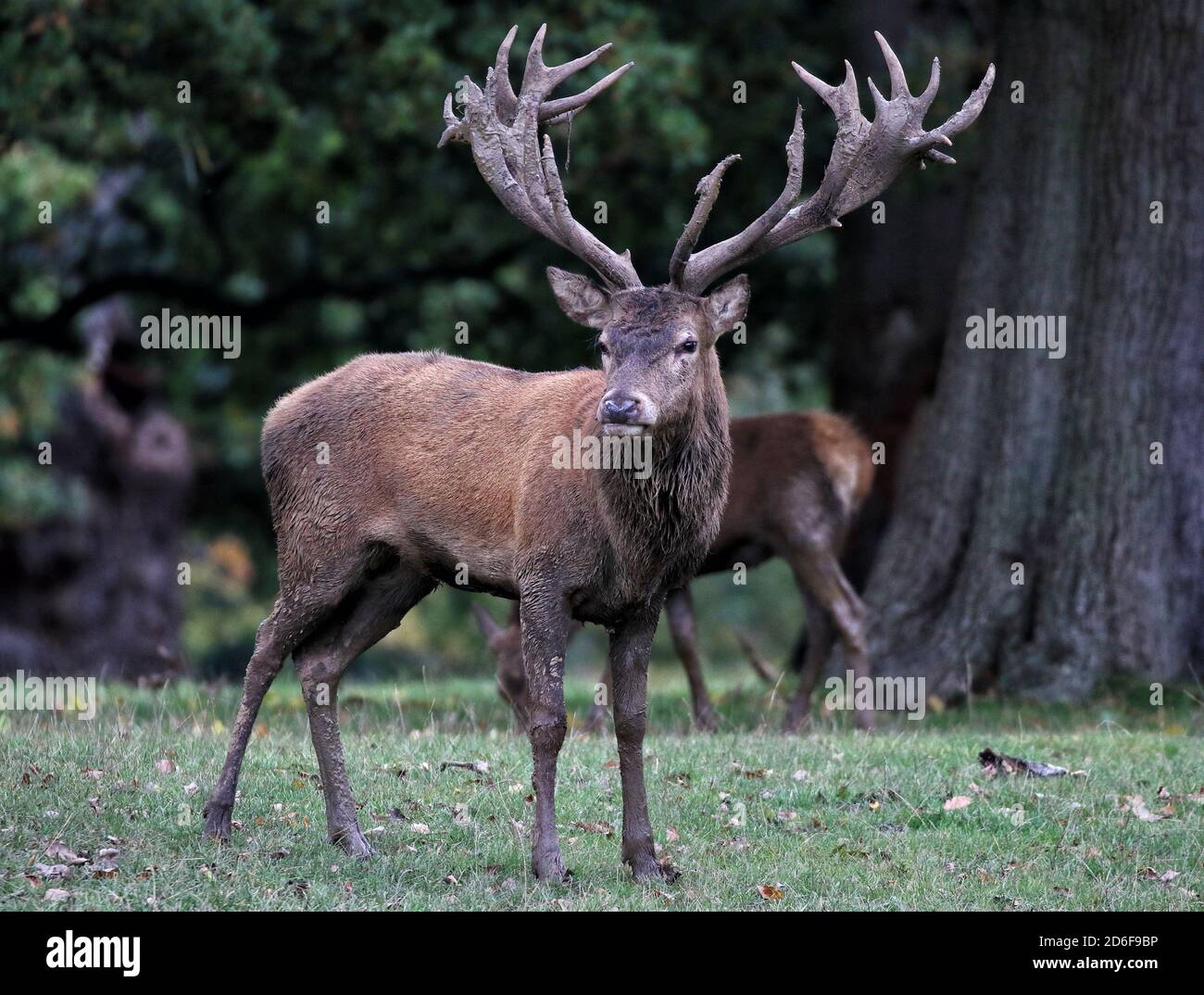 Woburn, Royaume-Uni. 16 octobre 2020. Red Deer au parc Woburn Deer dans le Bedfordshire au début de la saison de rutting. Woburn, Bedfordshire, Royaume-Uni. 16 octobre 2020 crédit : KEITH MAYHEW/Alay Live News Banque D'Images