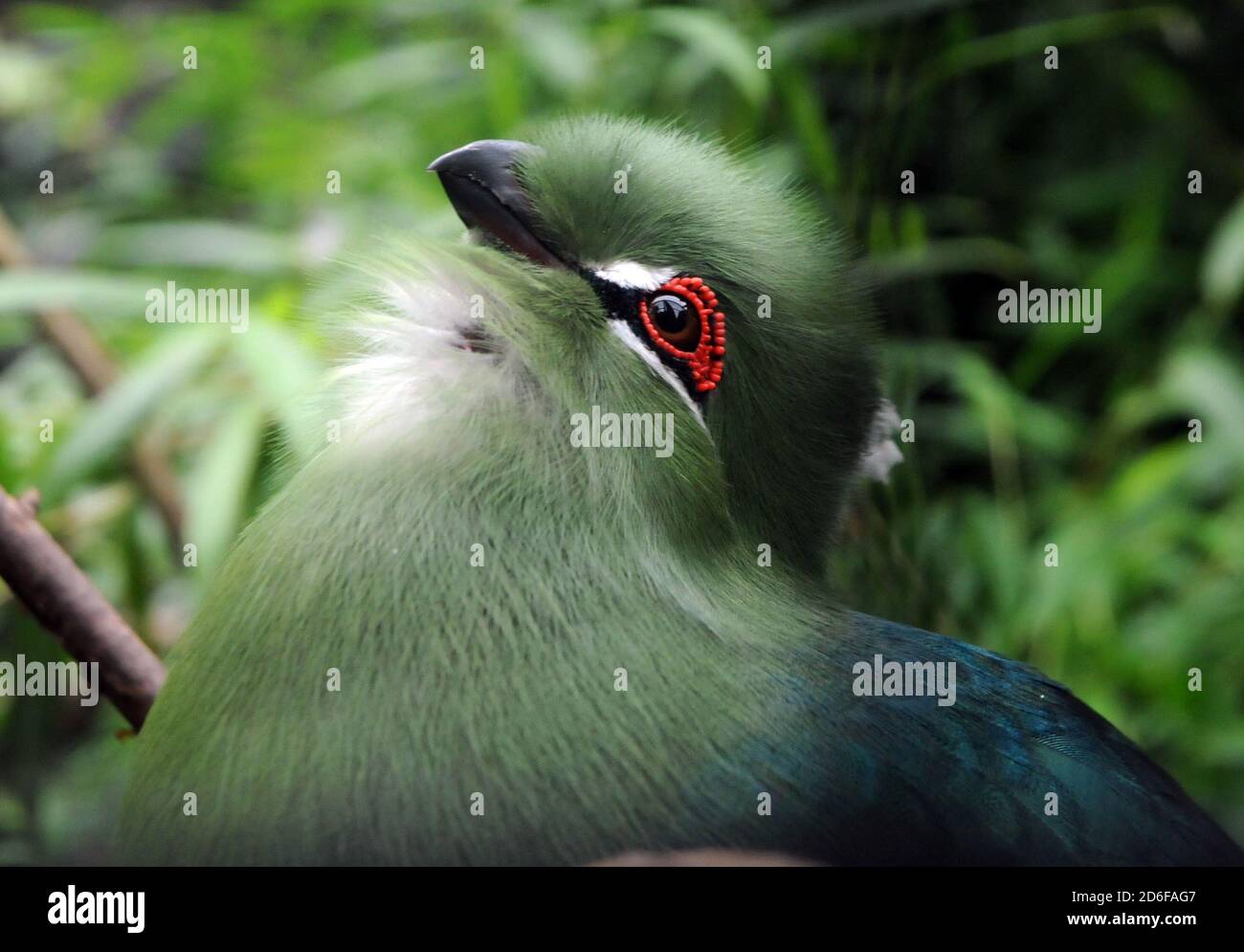 TURACO À BEC NOIR Banque D'Images