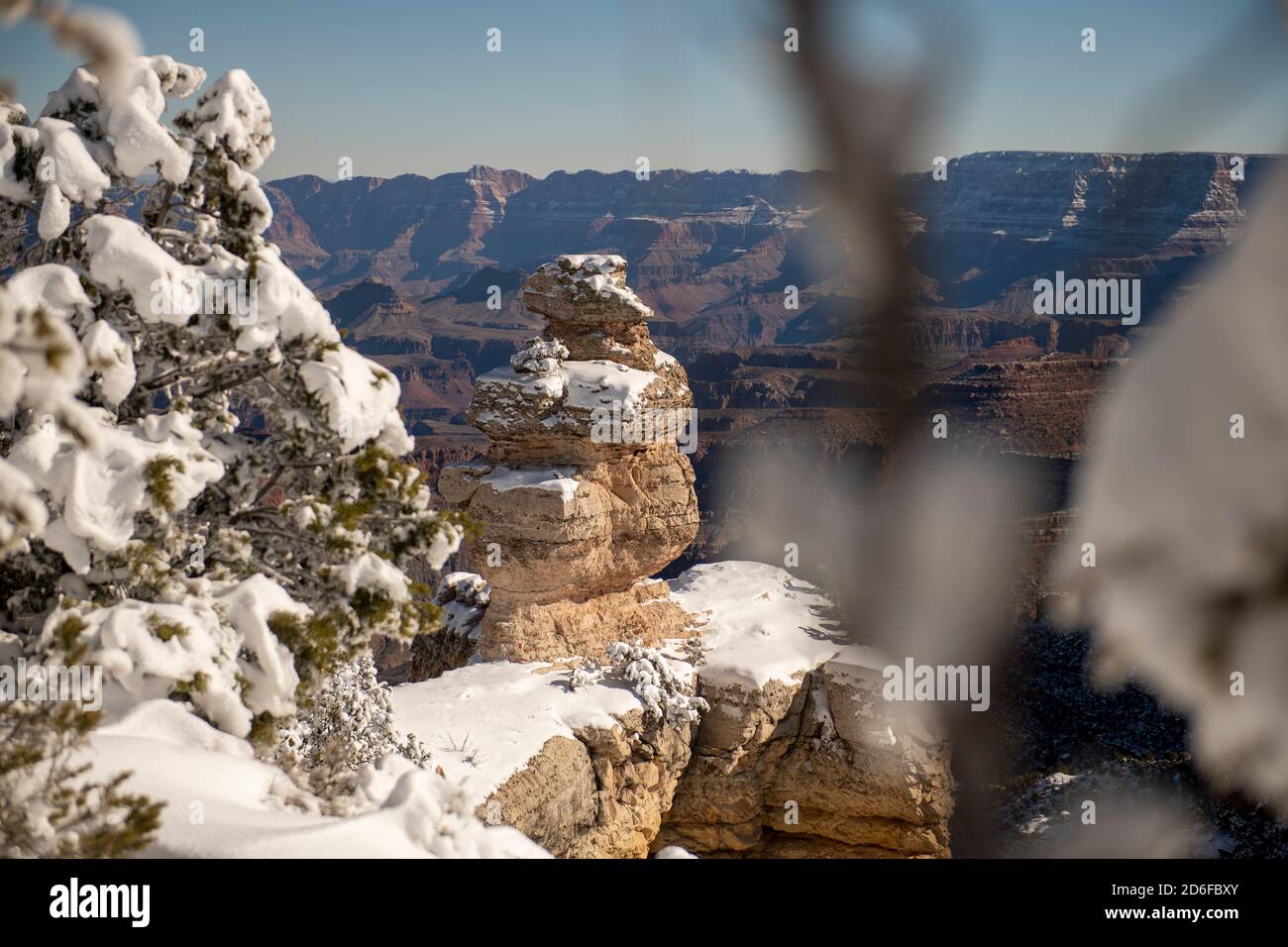 Arbre encadré de neige couvert de canard sur une formation de roche à Grand Canyon Banque D'Images
