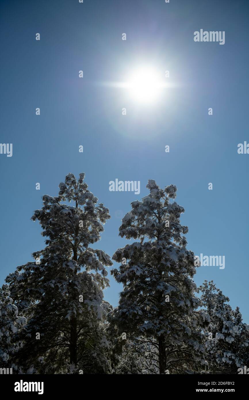 Le soleil brille au-dessus de la grande forêt de pins enneigés journée ensoleillée Banque D'Images