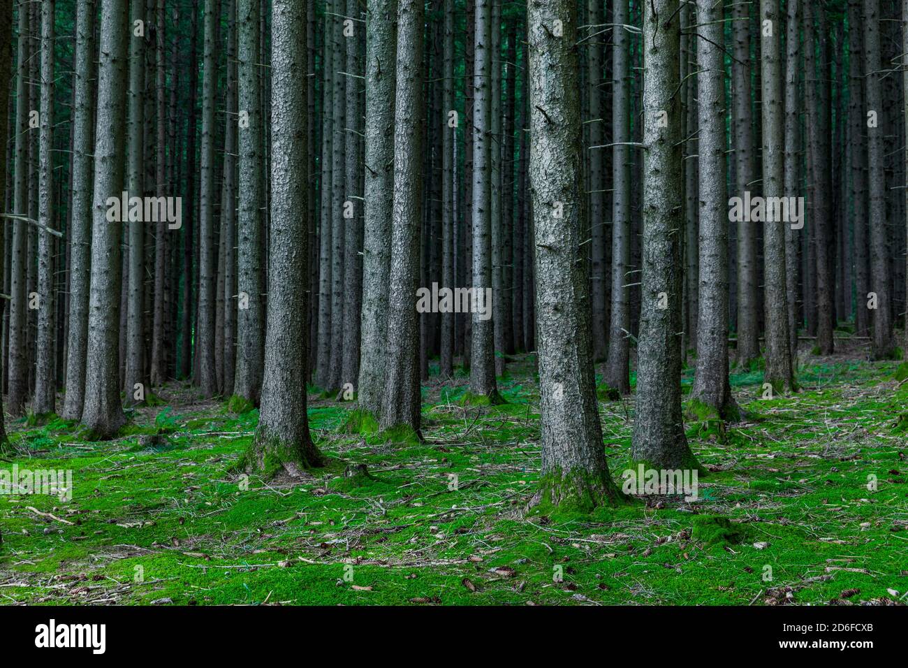 Troncs de sapins en forêt de conifères avec plancher forestier Banque D'Images