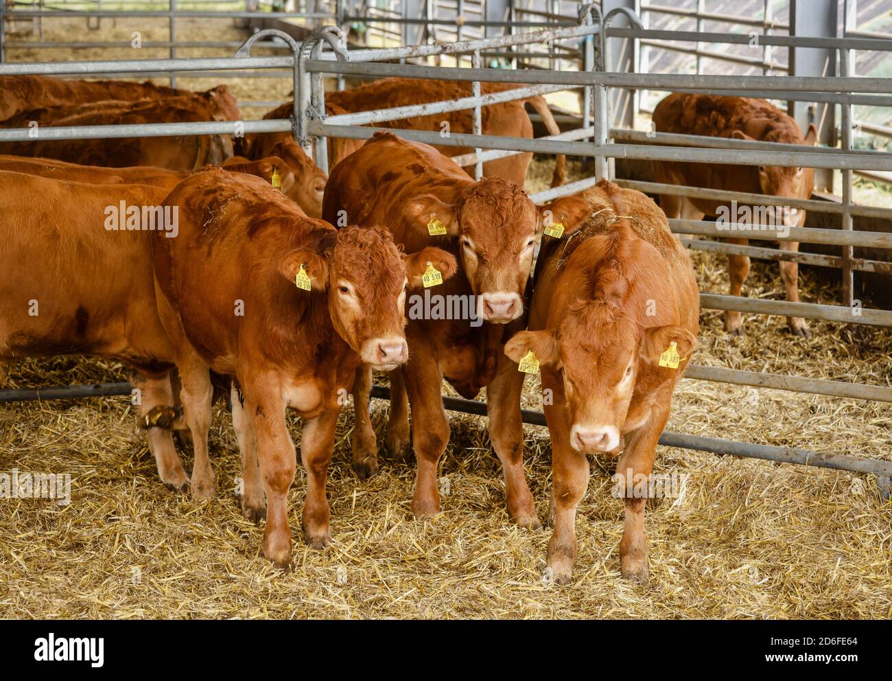 Kamp-Lintfort, Rhénanie-du-Nord-Westphalie, Allemagne - Oekolandbau NRW, Biorinder, Limousin les bovins à aire libre vivent toute l'année à l'extérieur de la ferme Bioland sur la prairie et dans l'écurie ouverte. Banque D'Images