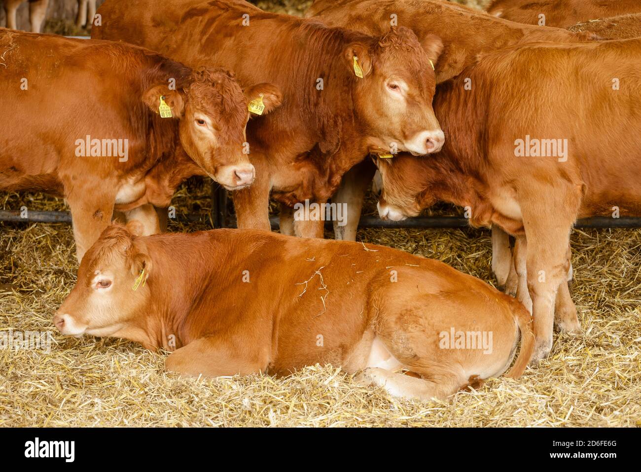 Kamp-Lintfort, Rhénanie-du-Nord-Westphalie, Allemagne - Oekolandbau NRW, Biorinder, Limousin les bovins à aire libre vivent toute l'année à l'extérieur de la ferme Bioland sur la prairie et dans l'écurie ouverte. Banque D'Images