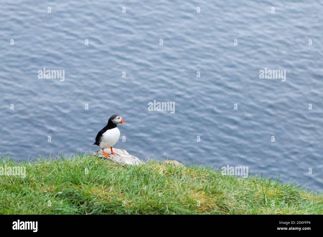 Macareux moine de Borgarfjordur fjord, est de l'Islande. La faune de l'Islande. Macareux moine commun. Fratercula arctica Banque D'Images Macareux moine de Borgarfjordur fjord, est de l'Islande. La faune de l'Islande. Macareux moine commun. Fratercula arctica Banque D'Images