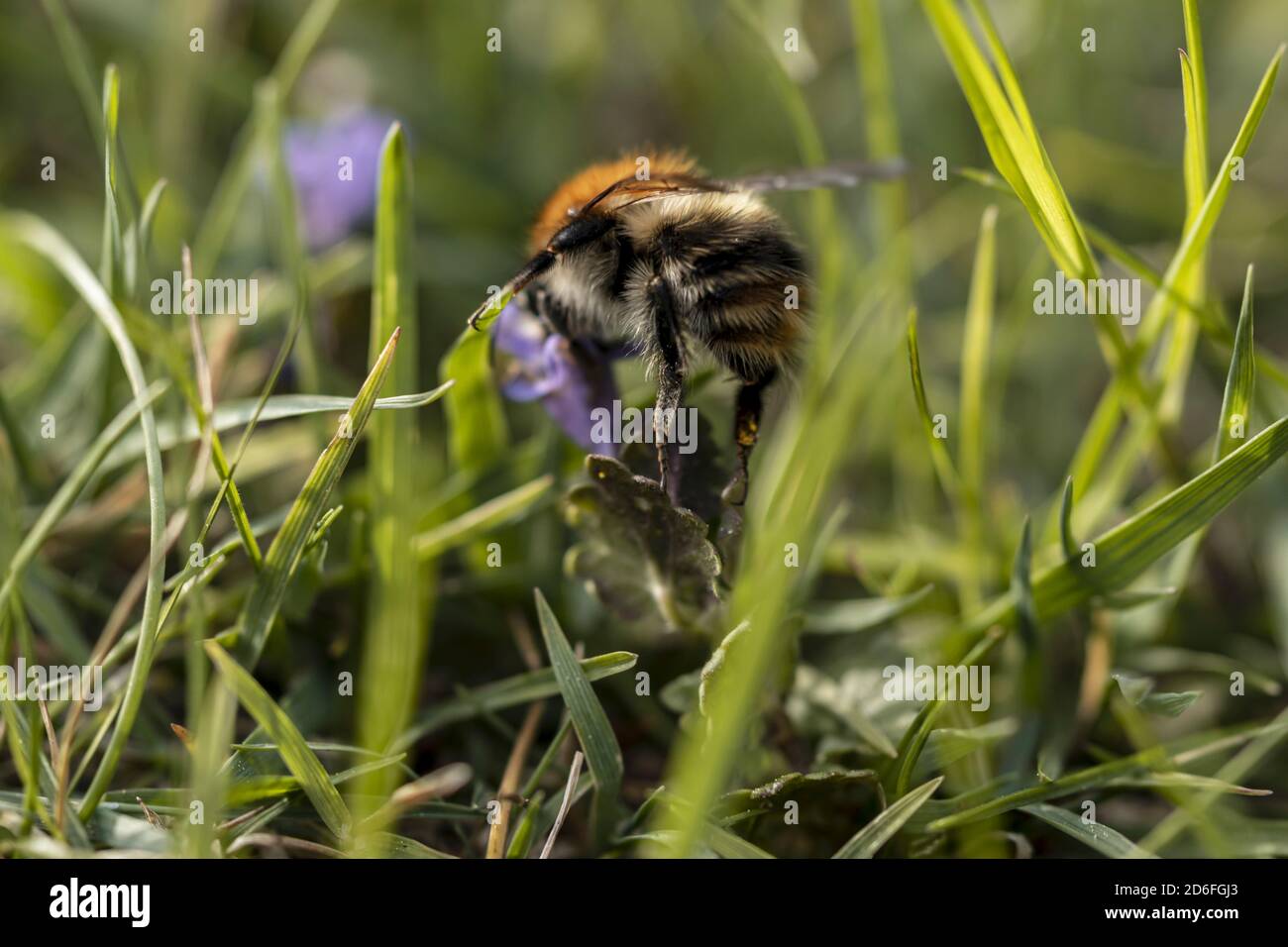 Le bourdon pollinise une fleur Banque D'Images