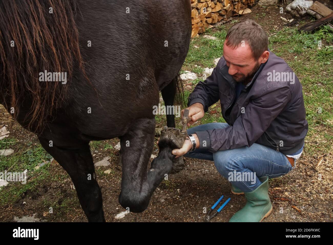 Le coupe-ongles élimine le clou cultivé. Un farrier travaille sur un pied  de cheval pour le nettoyer avant de créer un fer à cheval pour l'animal  Photo Stock - Alamy