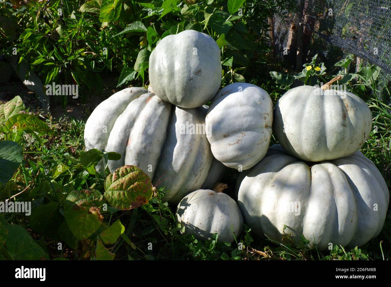 Citrouilles biologiques récoltées dans le jardin Banque D'Images