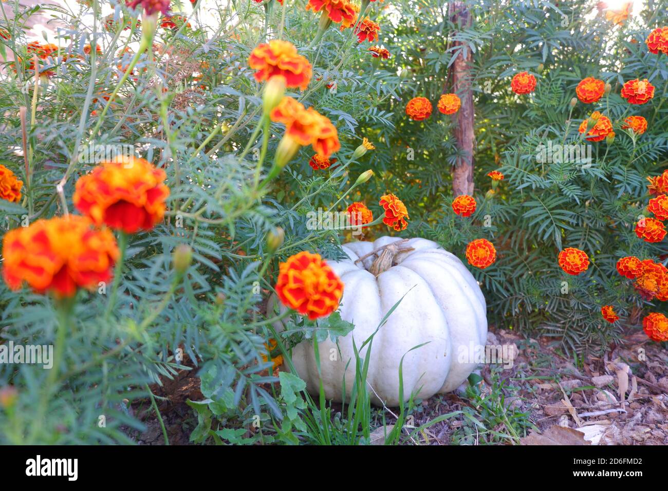 Orange Marigolds et citrouille biologique dans le jardin Banque D'Images