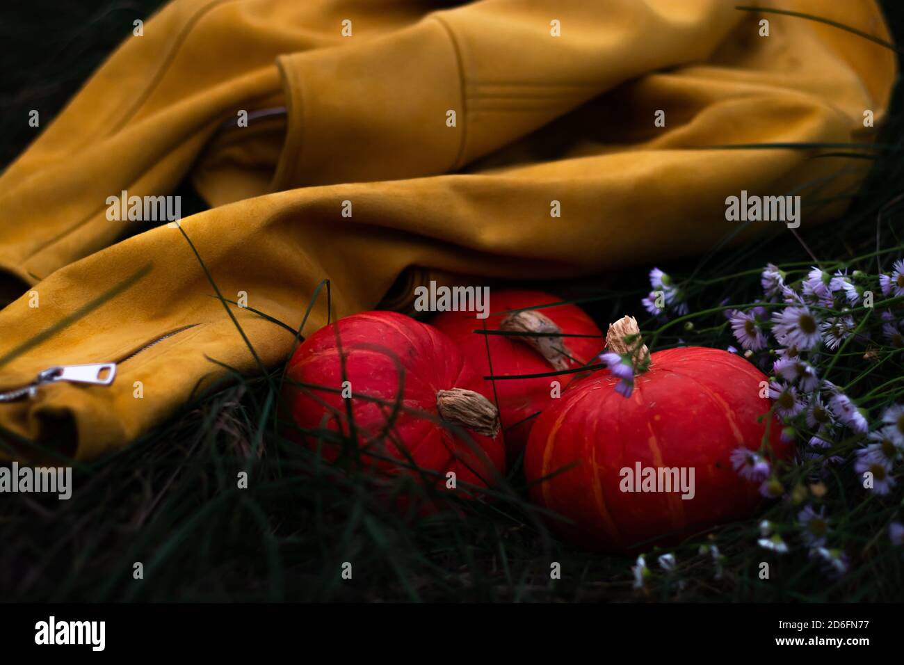 Scène rurale de la saison d'automne. Trois citrouilles rondes dans une herbe verte avec des fleurs sauvages et une veste jaune de daim encore vie. Banque D'Images