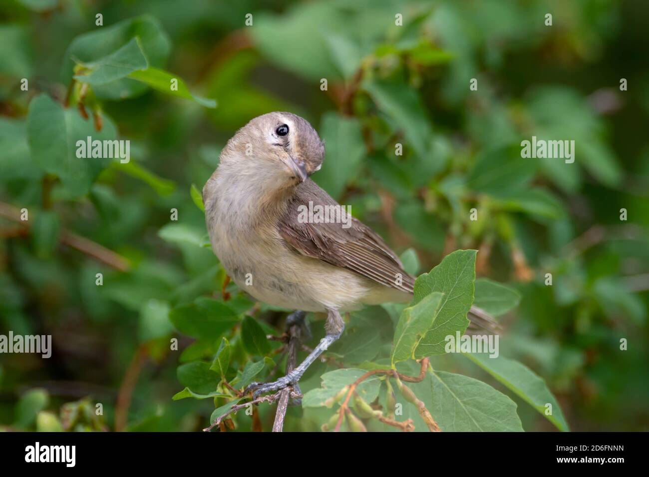 Warbling Vireo, Capulin Spring, Sandia Mountains, Nouveau-Mexique, États-Unis. Banque D'Images