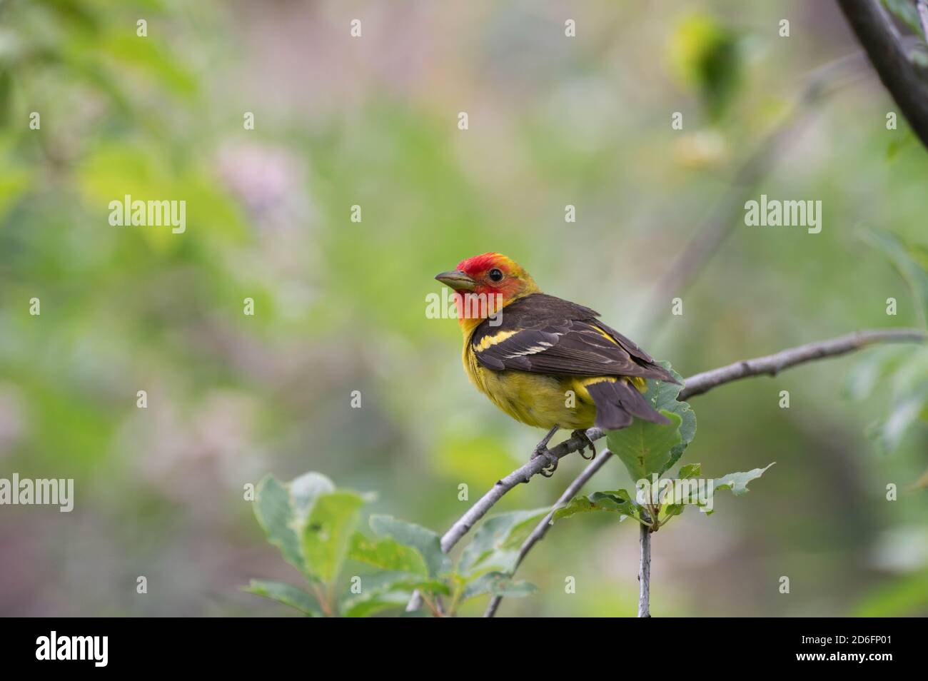 WESTERN Tanager, (Piranga ludoviciana), Capulin Spring, Sandia Mountains, Nouveau-Mexique, États-Unis. Banque D'Images