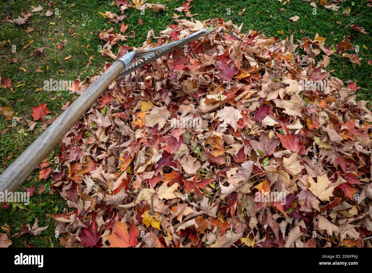 Une image montre un râteau poussant les feuilles dans une pile du point de vue de quelqu'un qui fait le travail de cour. Banque D'Images