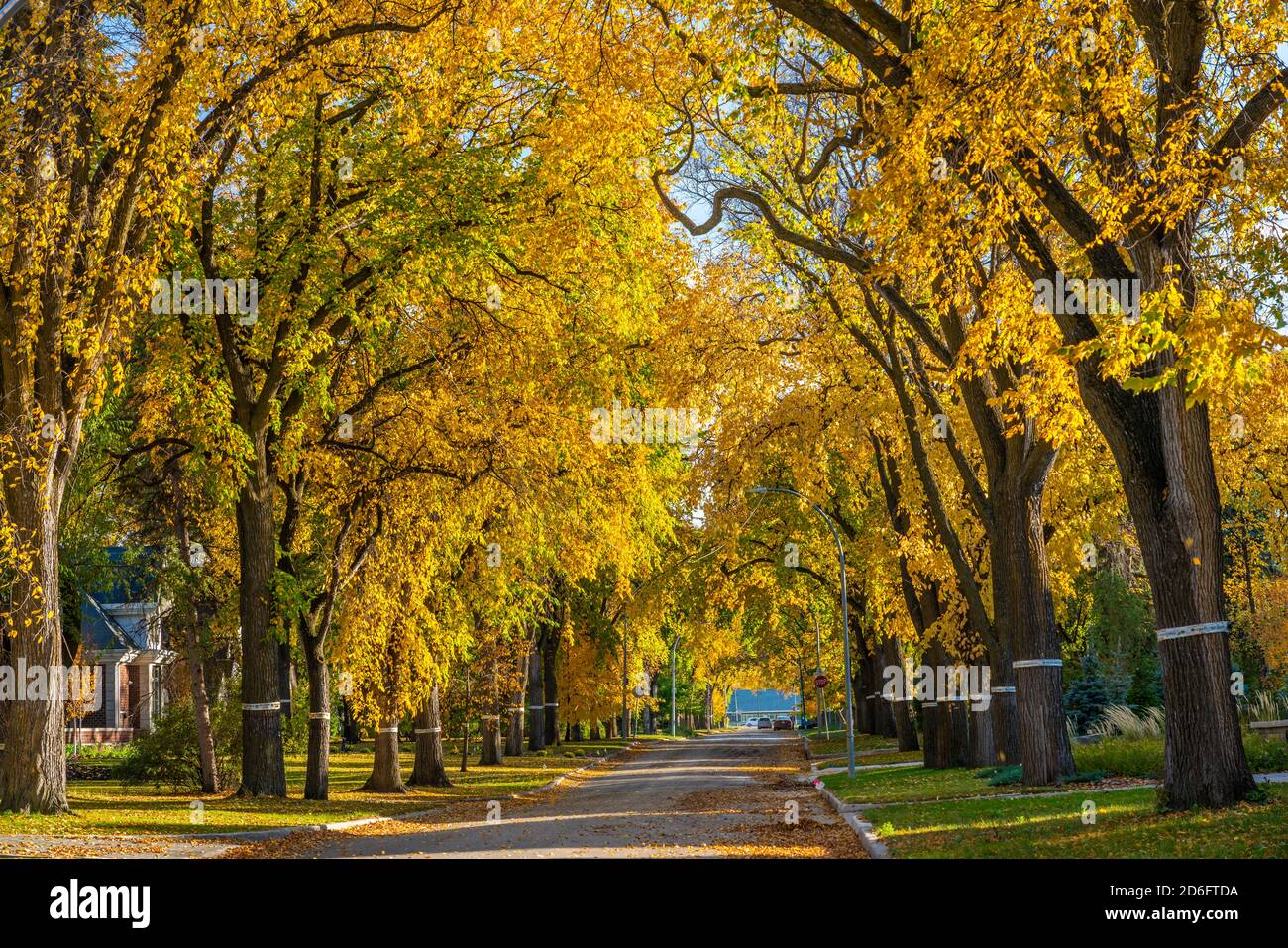 Scène d'automne de la rue Tuxedo à Winnipeg, Manitoba, Canada. Banque D'Images
