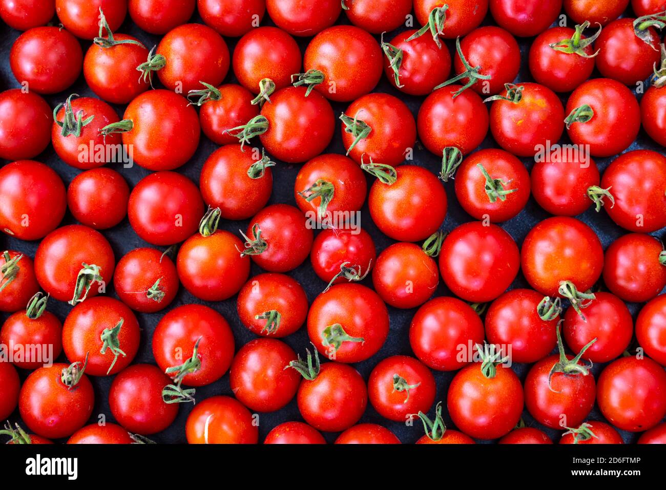 Gros plan d'un plateau de tomates cerises mûres provenant d'un jardin à Winkler, Manitoba, Canada. Banque D'Images