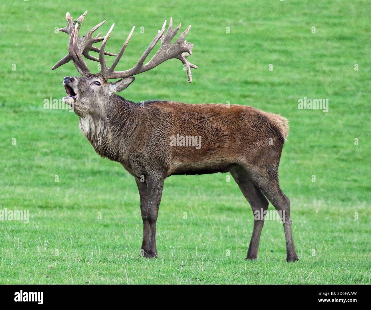 Un cerf de Virginie se latte à soufflet pour affirmer sa présence au parc des cerfs de Woburn, dans le Bedfordshire, au début de la saison des rustines. Banque D'Images