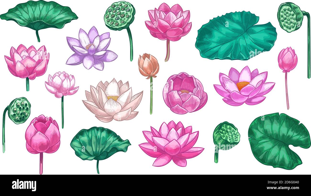lotus rose. Fleurs de nénuphars rose lotus et feuilles vertes, belle fleur plante jardin botanique, tropical élément floral couleur ensemble de vecteur Illustration de Vecteur lotus rose. Fleurs de nénuphars rose lotus et feuilles vertes, belle fleur plante jardin botanique, tropical élément floral couleur ensemble de vecteur Illustration de Vecteur