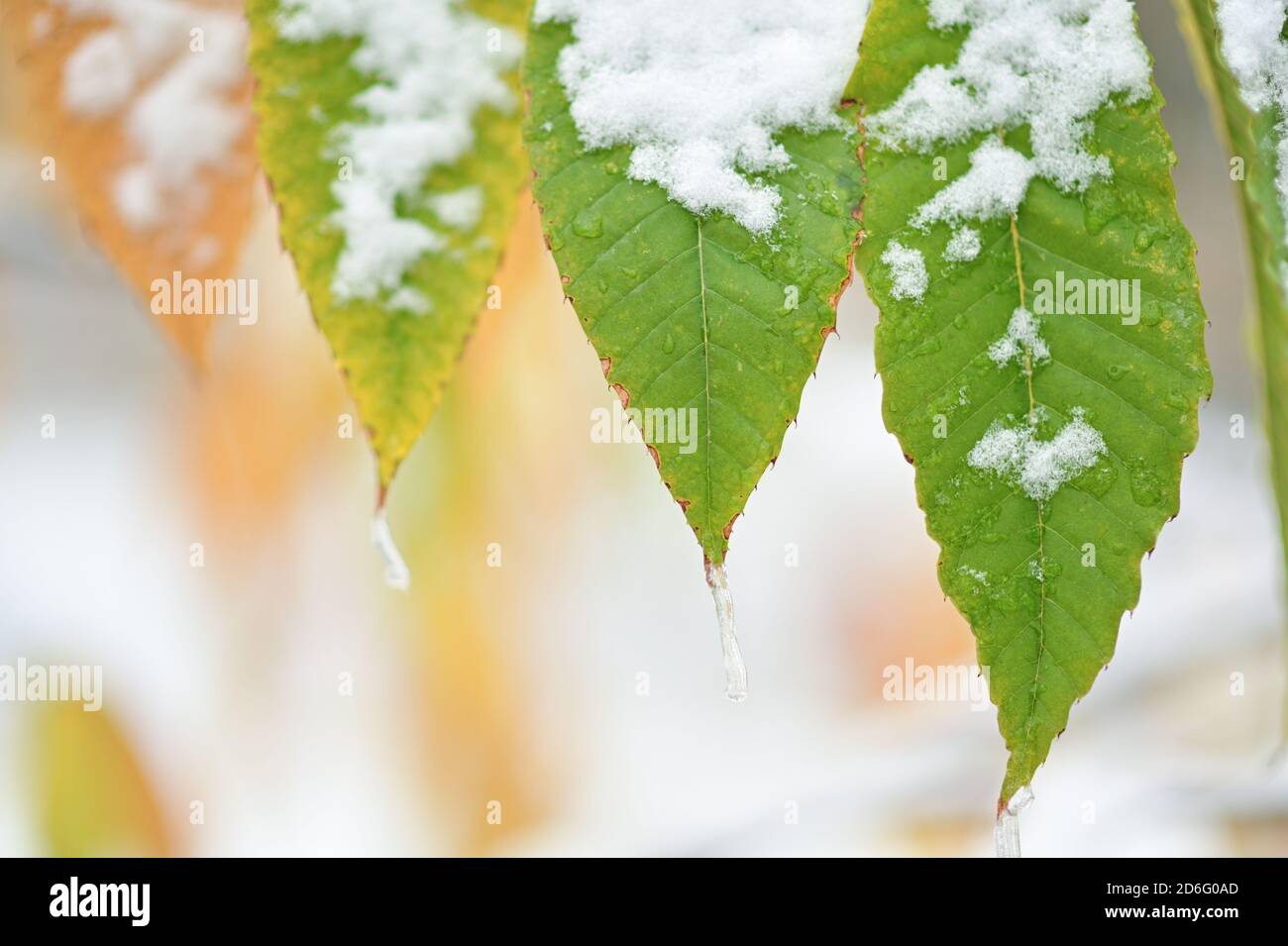 environnement temps extérieur automne hiver changement climatique concept de vert et les feuilles jaunes sur l'arbre recouvert de neige et de glace en automne Banque D'Images
