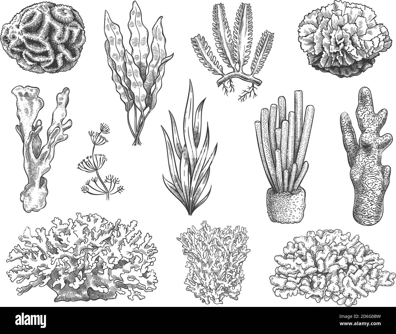 Dessinez l'algue. Récif océanique corail et plante aquatique, algues. Mauvaises herbes sous-marines. Marine botanique, cosmétologie jeu de vecteurs gravés à la main Illustration de Vecteur