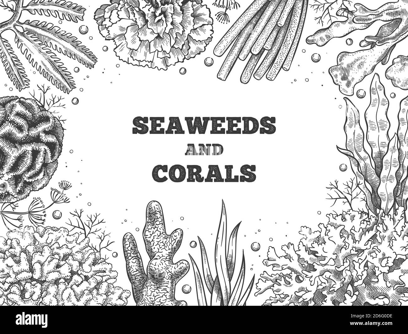 Fond d'algues. Les mauvaises herbes et coraux aquatiques du récif, la vie sous-marine de l'océan et de l'aquarium. Affiche vectorielle d'esquisse alimentaire marine japonaise, chinoise Illustration de Vecteur