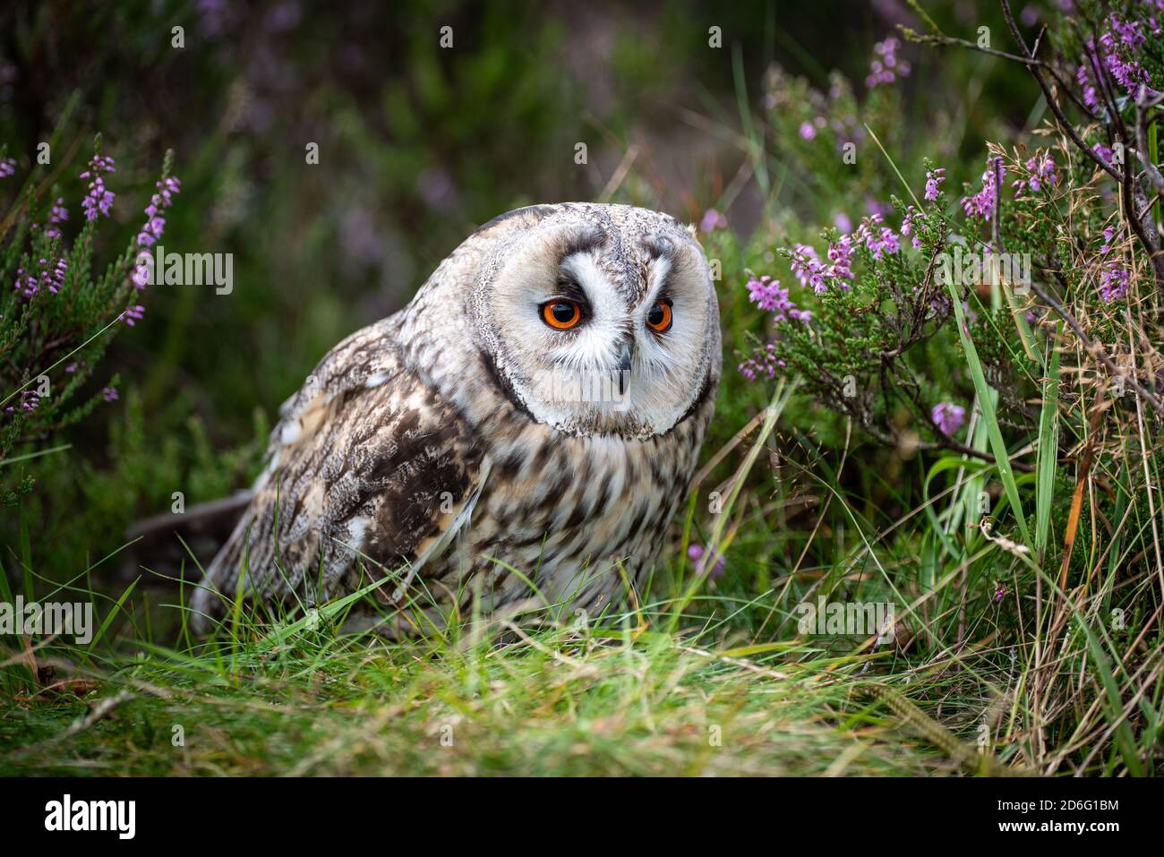 Un gros plan d'un long hibou qui se cache dans la bruyère, semble s'accroupir et semble alerte avec de grands yeux orange Banque D'Images