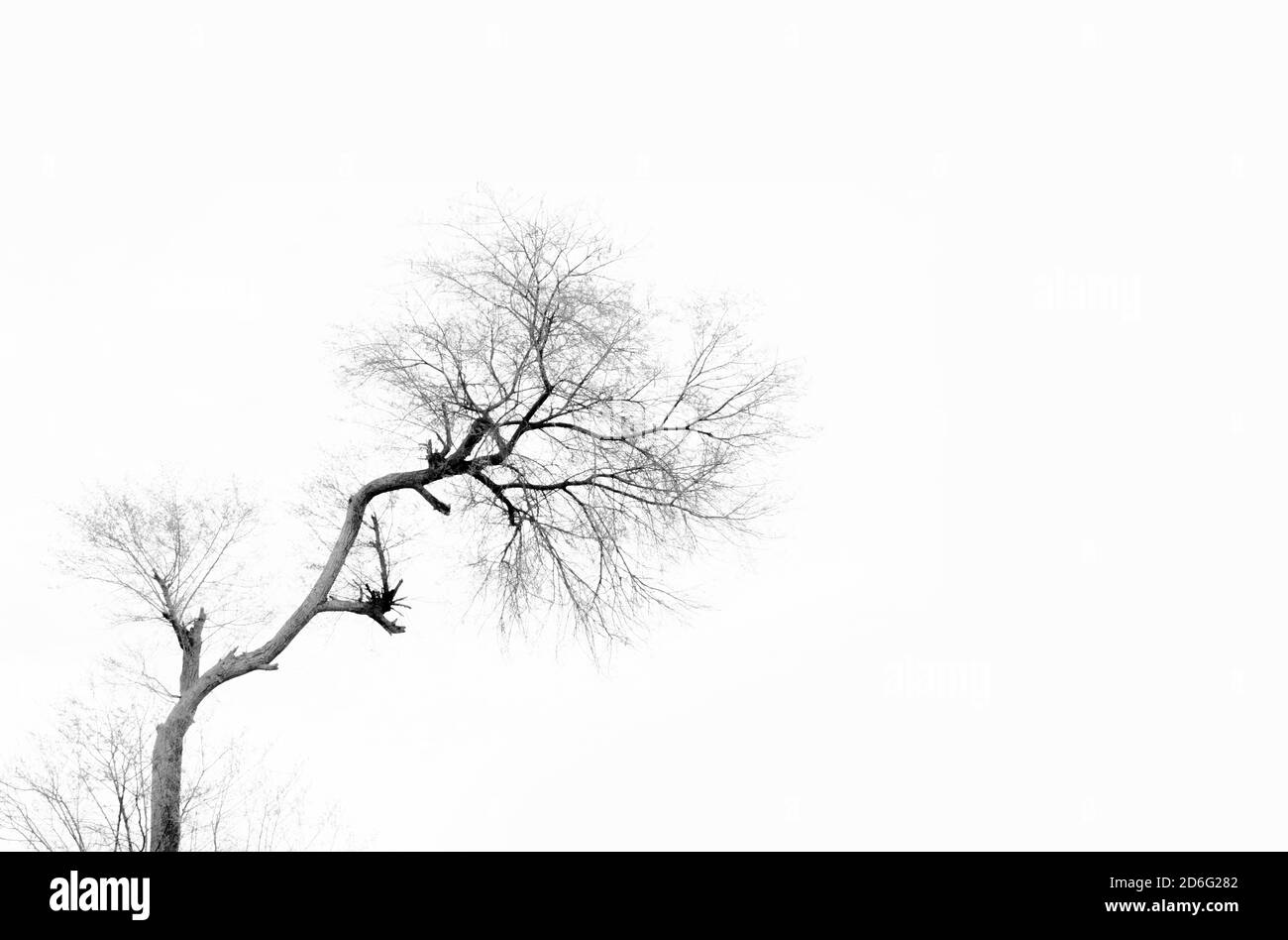 Arbre mort à Khulna , Bangladesh. Banque D'Images