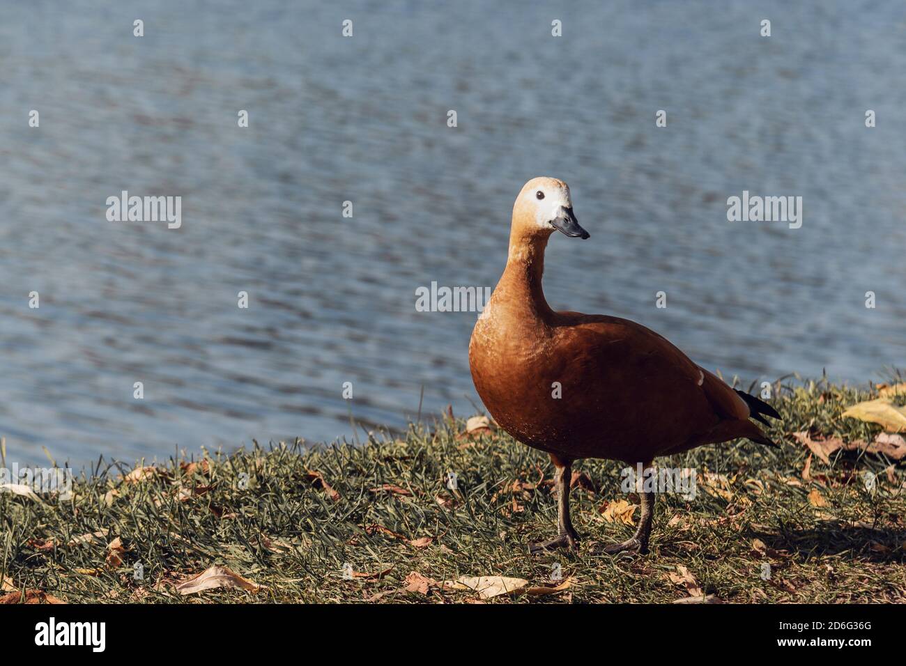 Ruddy Shelduck Duck ou Tadorna ferruginea dans le parc Tsaristyno. Moscou. Russie Banque D'Images