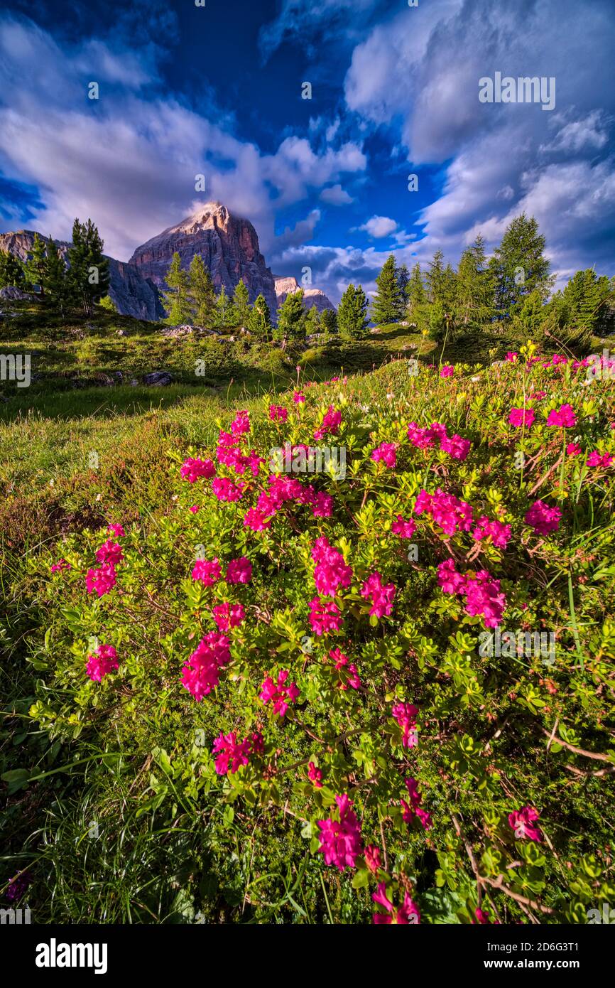 Un buisson de la fleur alpenrose, neige-rose, ou feuilles rouillées alpenrose (Rhododendron ferrugineum), la formation rocheuse Tofane au loin Banque D'Images