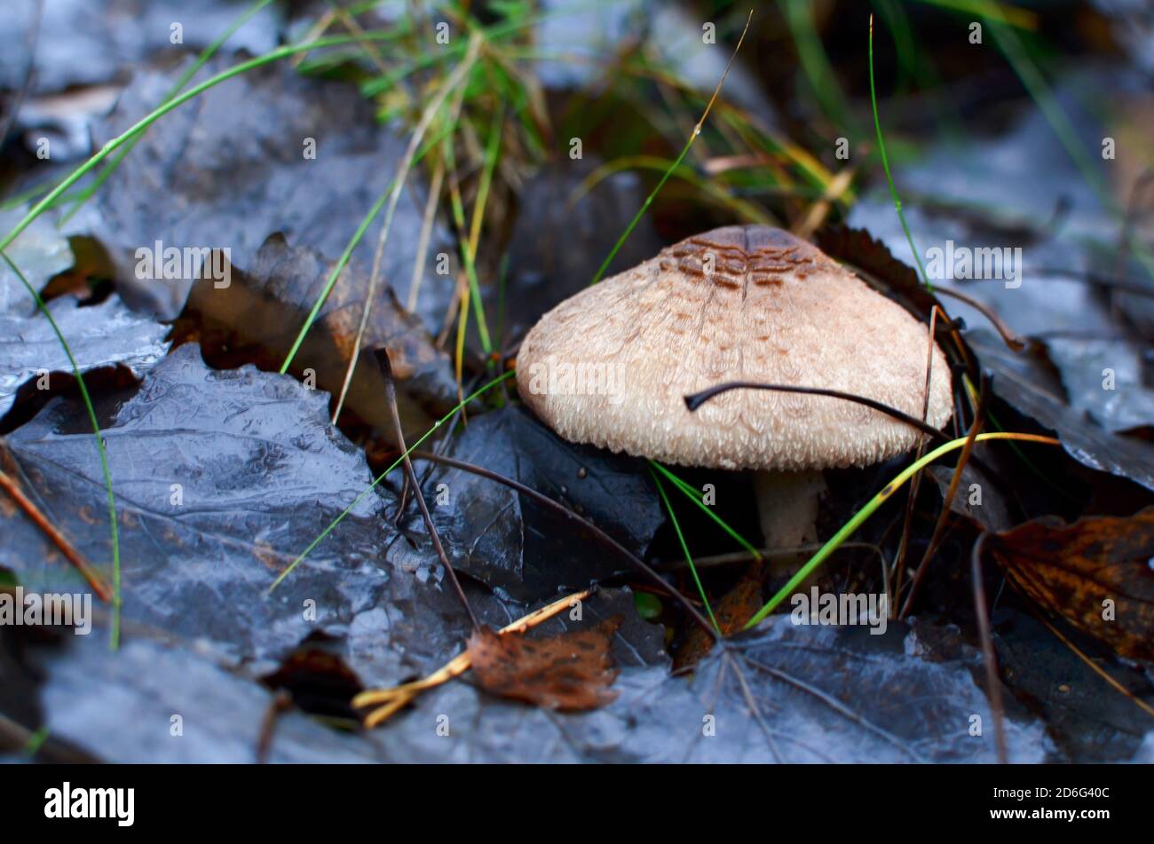 Maitake, huître, hêtre, champignons hérisson. Feuillage de l'automne par temps de pluie dans la forêt sur la terre Banque D'Images