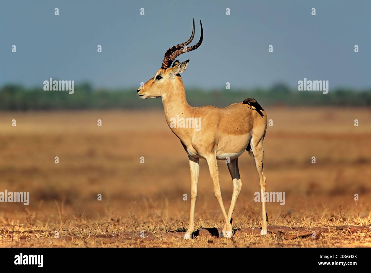 Antilope mâle d'impala (Aepyceros melampus) avec oiseau de boeuche, parc national de Matusadona, Zimbabwe Banque D'Images