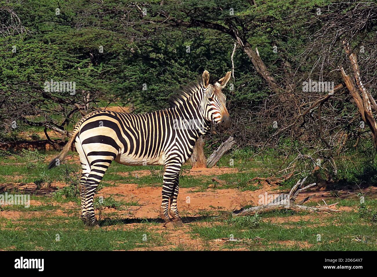 A Hartmann's Mountain Zebra (Equus zébra) regardant la caméra à la réserve d'Okonjima, région d'Otjozondjupa, Namibie. Banque D'Images