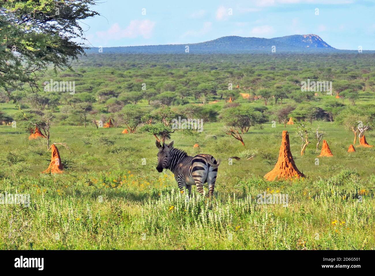 Un zèbre de montagne de Hartmann (Equus zébra) se tenant parmi les monticules de termites de la réserve d'Okonjima, région d'Otjozondjupa, Namibie. Banque D'Images