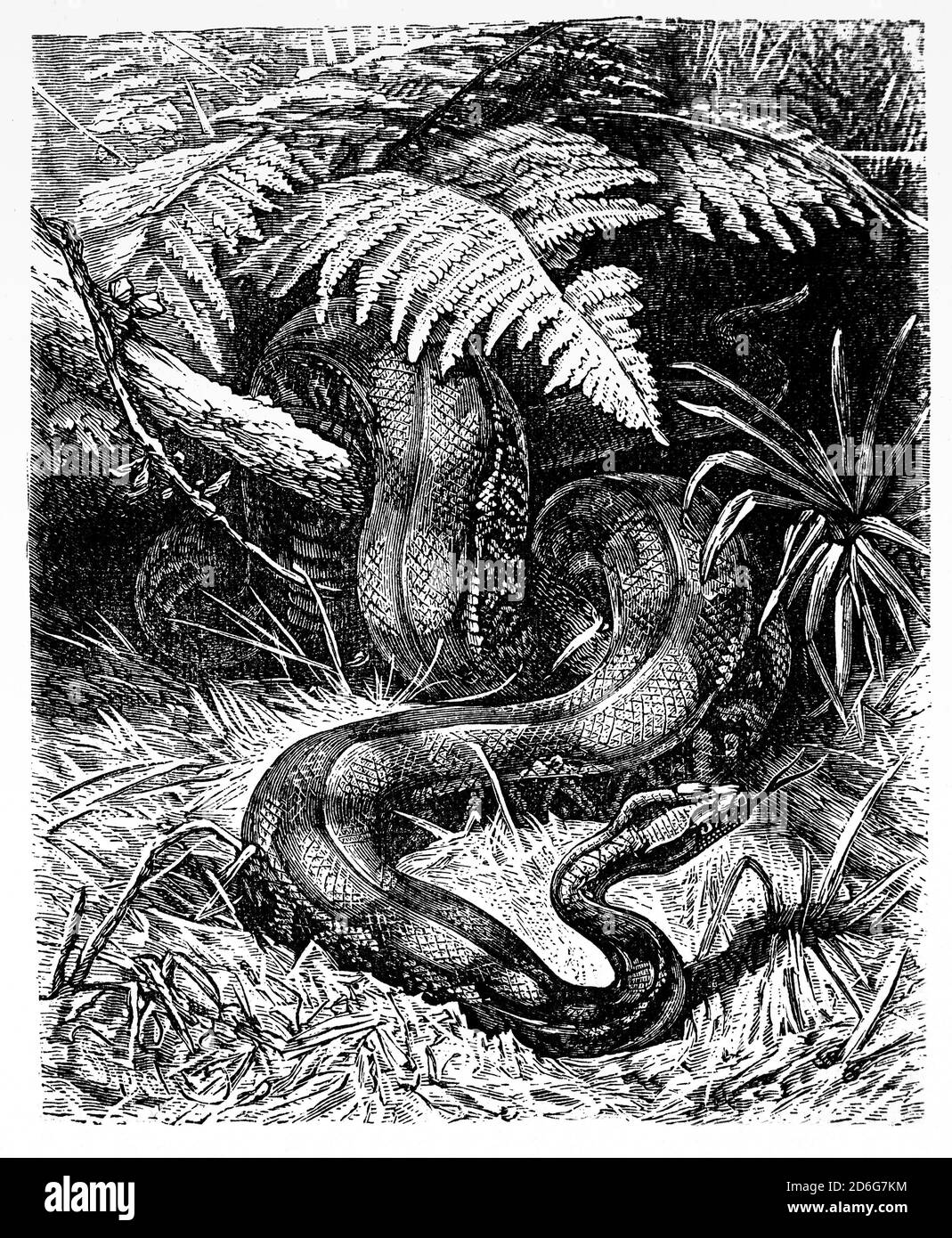 Le boa constricteur (Boa constricteur), ou le boa commun, est une espèce de gros serpent non venimeux à corps lourd. Ils vivent seuls, sont nocturnes, mais ils peuvent se prélasser pendant la journée où les températures nocturnes sont trop basses. Les prédateurs embuscades, souvent en attente d'une proie appropriée à venir, mais ils ont également été connus pour chasser activement, dans les régions avec une faible concentration de proies appropriées. Le boa frappe d'abord la proie, la saisit avec ses dents, puis procède à la constrictement jusqu'à la mort avant de la consommer toute. Banque D'Images