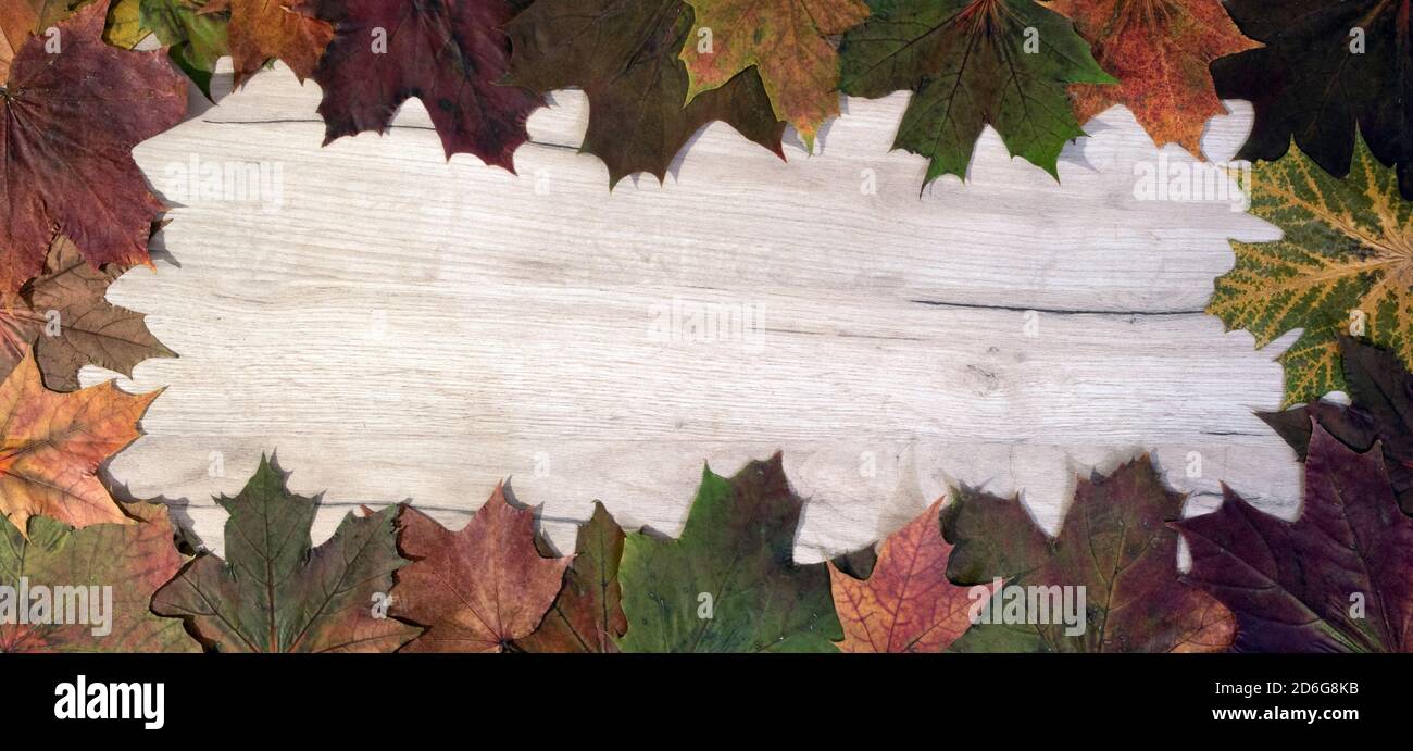 Cadre d'automne de feuilles d'érable tombées sur un panneau en bois, modèle de designer avec espace pour le texte Banque D'Images