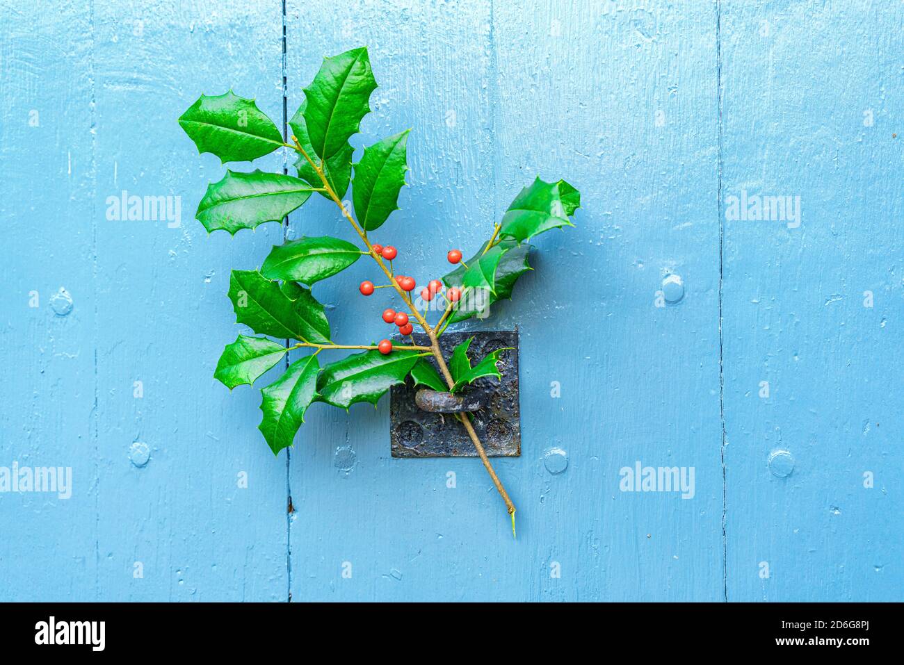 Arrière-plan de Noël. Branche Holly Spig sur la vieille porte de la grange bleu aqua. Hiver pays Noël thème de vacances avec espace de copie sur texture en bois peint. Banque D'Images