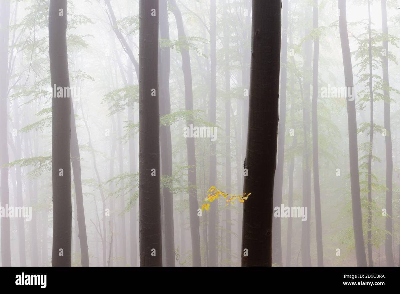 Forêt de hêtres dans le parc national de Mala Fatra le matin de la brume, Slovaquie. Banque D'Images