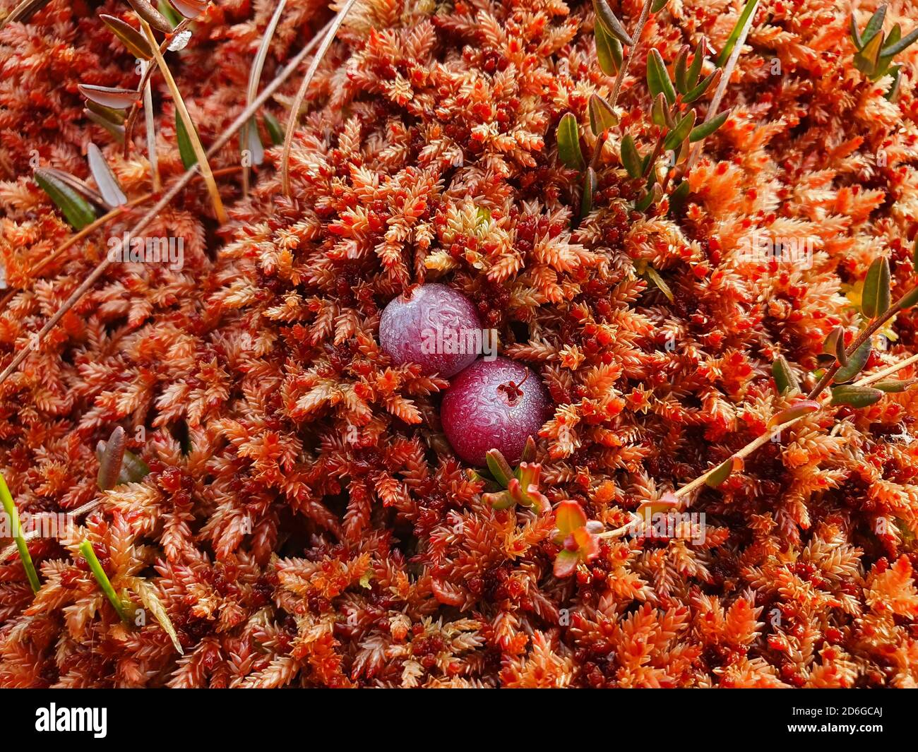 Les canneberges poussent dans un marais. Sa couleur rouge vif se développe parmi les mousses et est un produit très utile. Banque D'Images