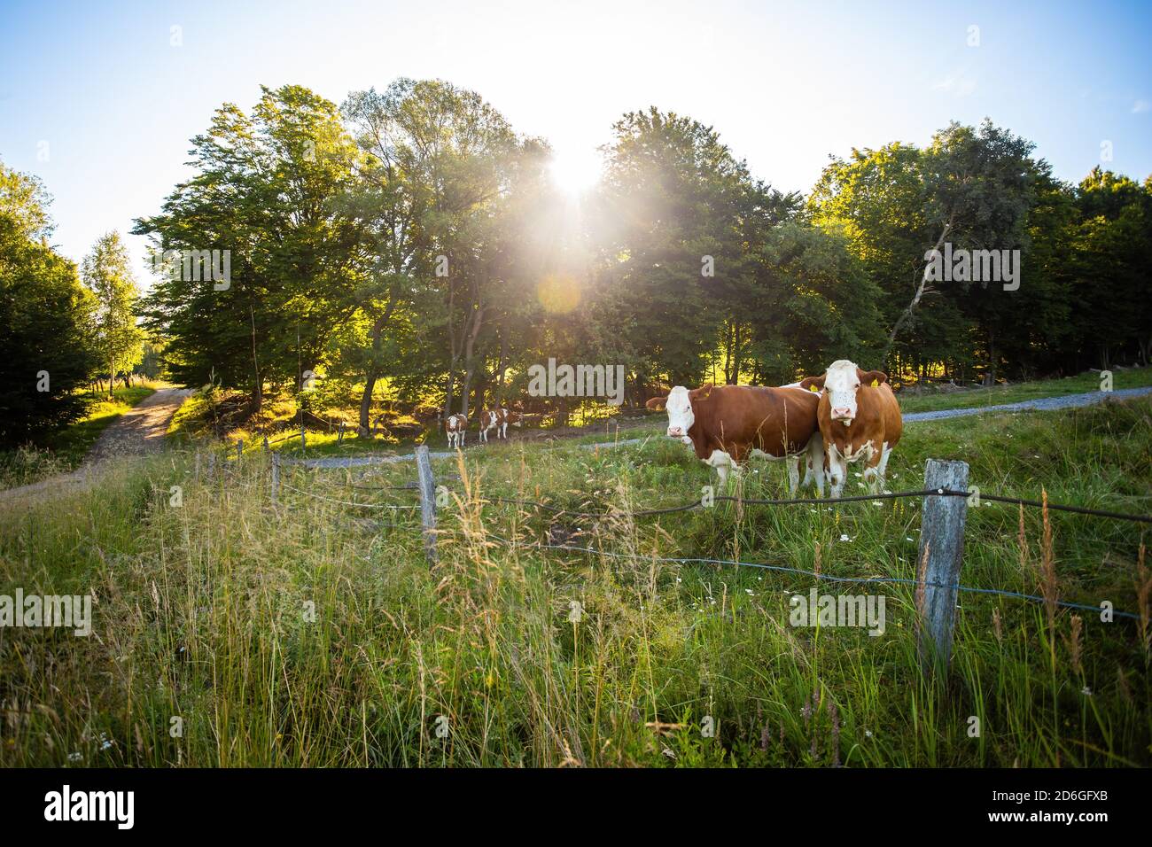 Deux vaches debout dans le pâturage derrière la clôture en été. Banque D'Images