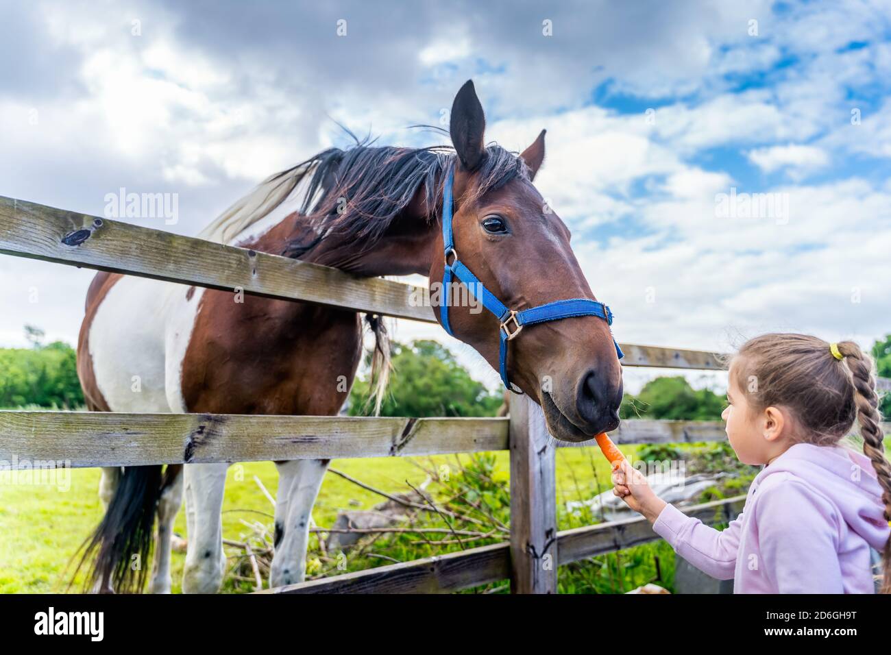 Jeune, blanc caucasien, fille regardant et nourrissant le cheval avec une carotte sur le terrain ou la ferme à la lumière du soleil, Dublin, Irlande Banque D'Images