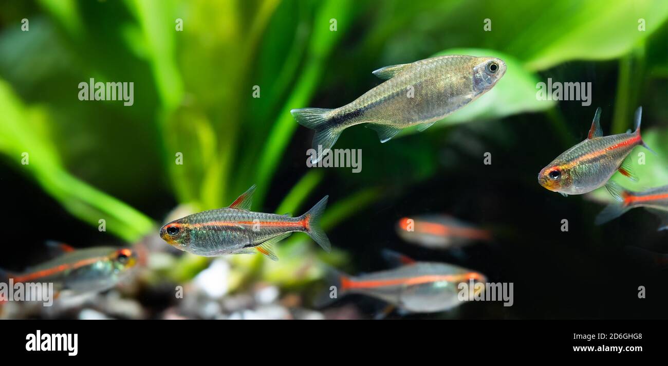 Poisson Tropical Banque d'image et photos - Alamy