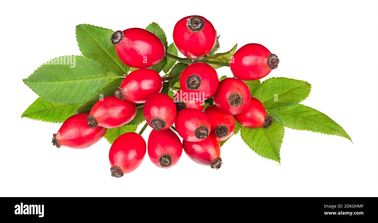 Hanches roses rouges sur la branche du briar avec des feuilles vertes isolées sur fond blanc. Rosa canina. Gros plan sur les côtes mûres. Fructus cynosbati. Médecine à base de plantes. Banque D'Images