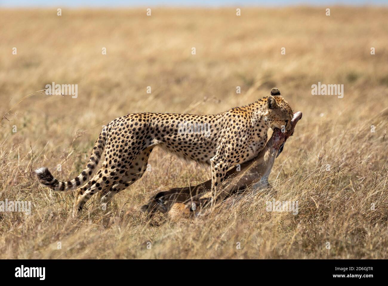 Guépard adulte traînant les proies à travers la grande herbe sèche à Masai Mara au Kenya Banque D'Images