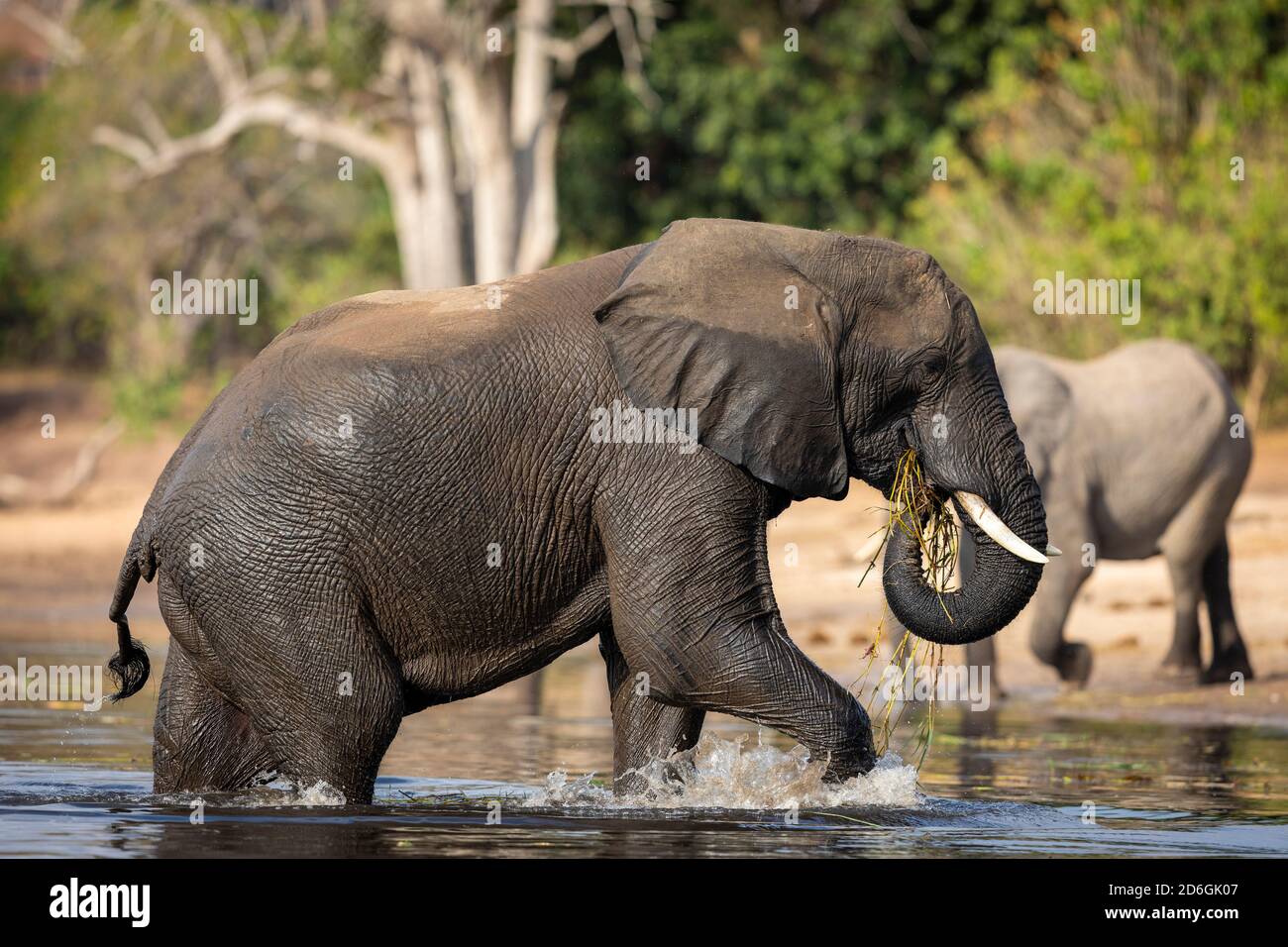 Éléphant marchant hors de l'eau mangeant de l'herbe dans la lumière du soleil de l'après-midi Dans la rivière Chobe au Botswana Banque D'Images