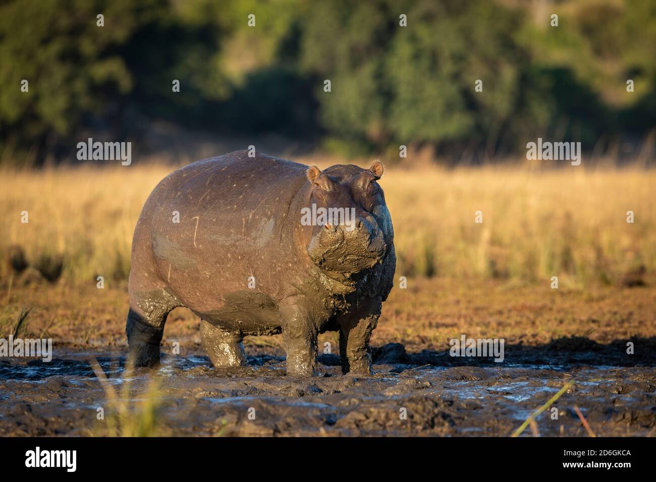 Un hippopotame massif debout dans la boue, qui regarde l'alerte le matin d'or Lumière avec des arbres verts en arrière-plan dans la rivière Chobe Au Botswana Banque D'Images