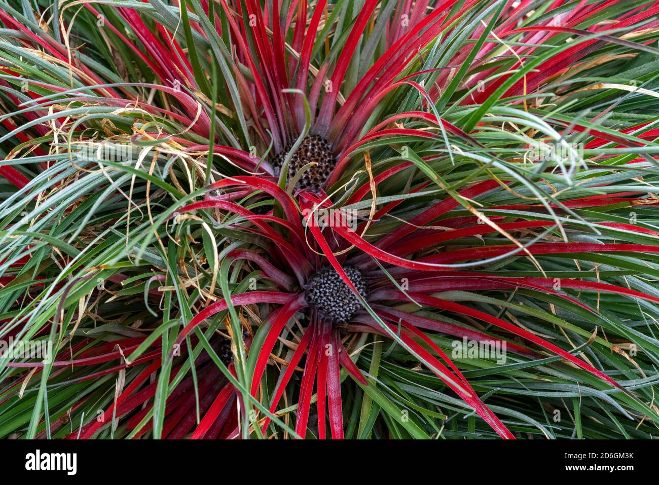 Fascicularia bicolor une fleur rouge et verte d'été qui est plante vivace herbacée à feuilles persistantes communément connue sous le nom de broméliade pourpre photo im Banque D'Images