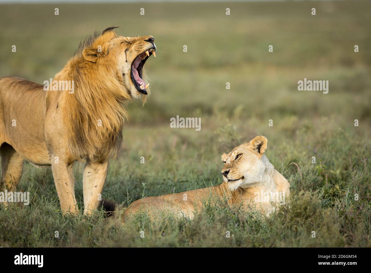 Lioness allongé dans un Bush vert avec un lion mâle debout À côté de son bâillement à Ndutu en Tanzanie Banque D'Images