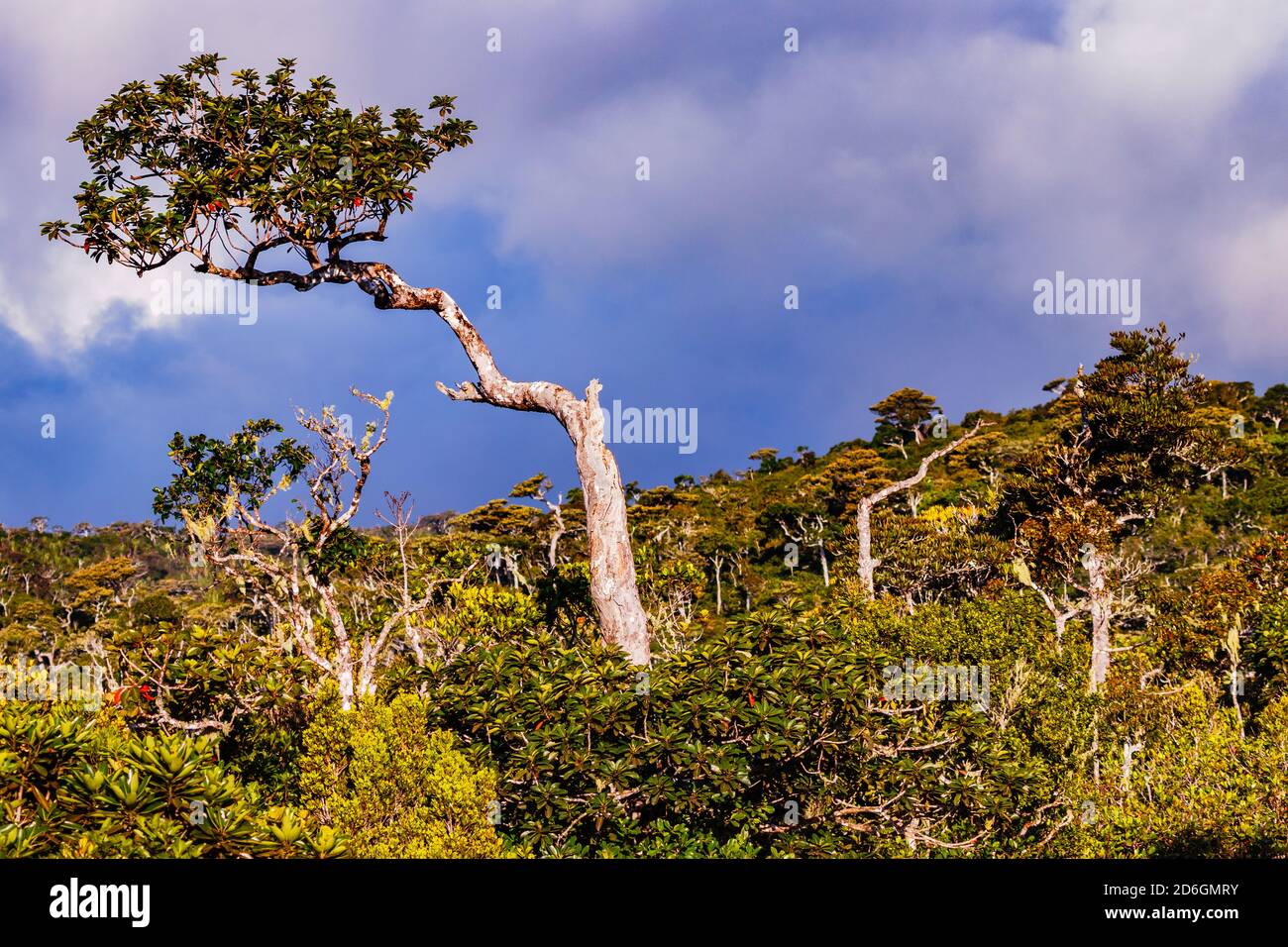 La nature verte de la forêt tropicale sur l'île de L'île Maurice est écrasante et inspirante Banque D'Images