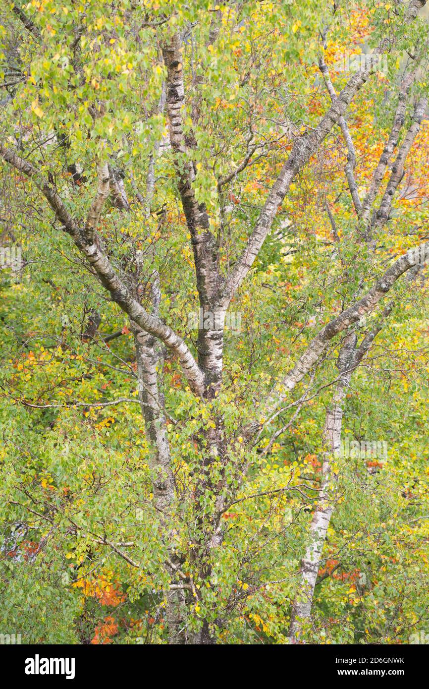 Motif bouleau argenté au début de l'automne avec les feuilles à partir de l'arbre Pour devenir doré dans le nord-est de l'Angleterre sur un pluvieux jour Banque D'Images
