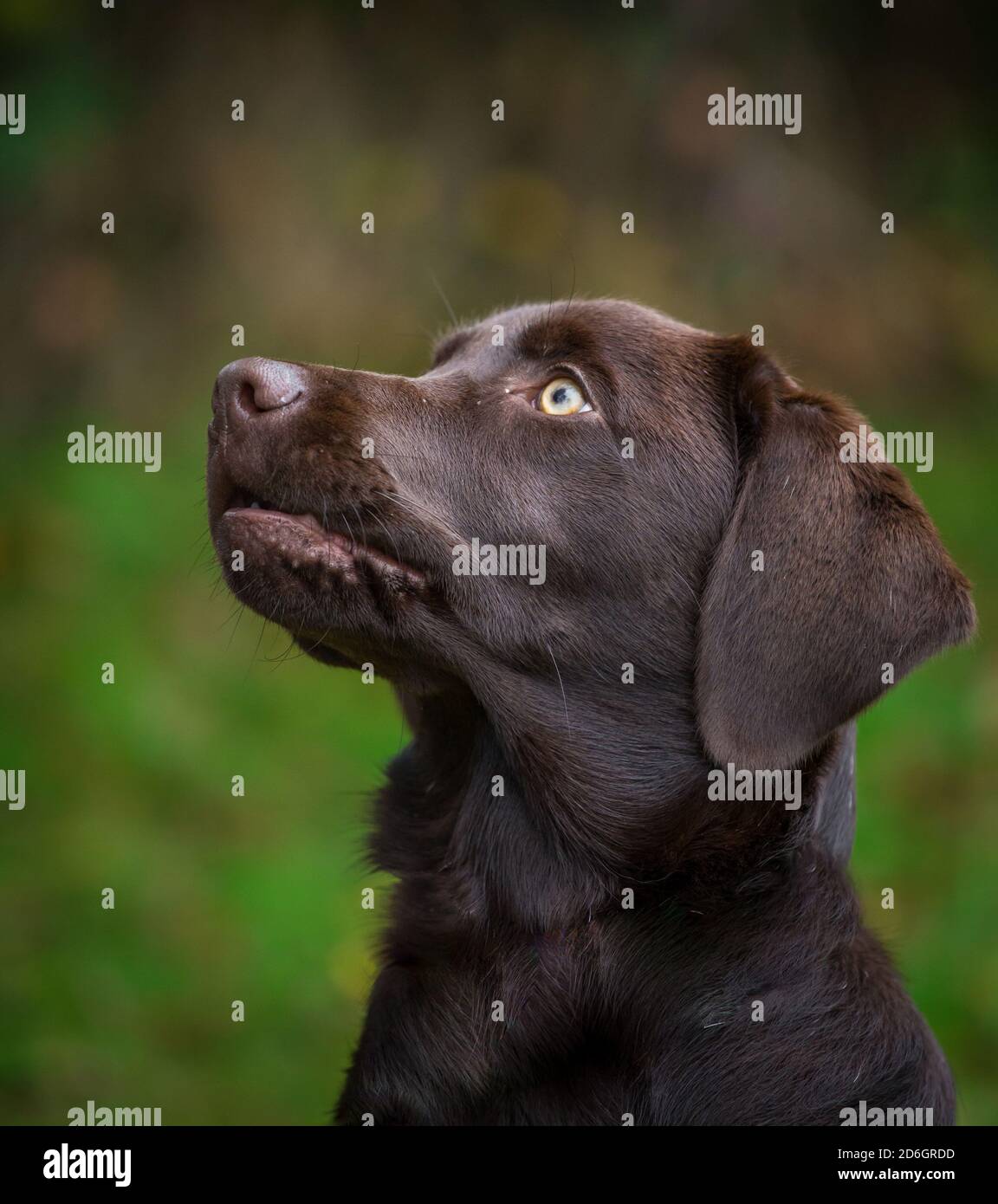 Chocolate Labrador Retriever Puppy, portrait de la tête Banque D'Images