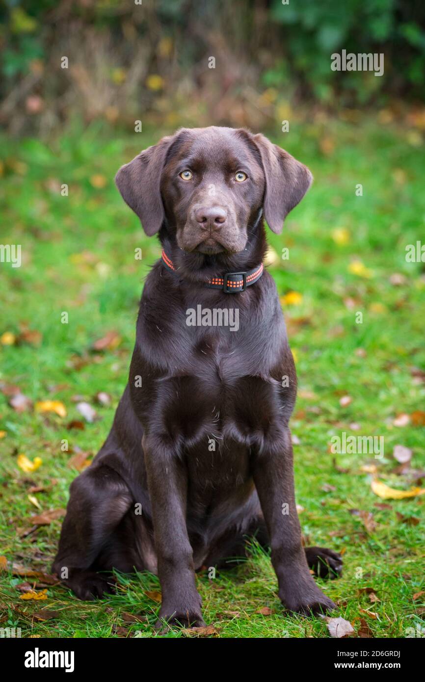 Chocolate Labrador Retriever Puppy, assis Banque D'Images